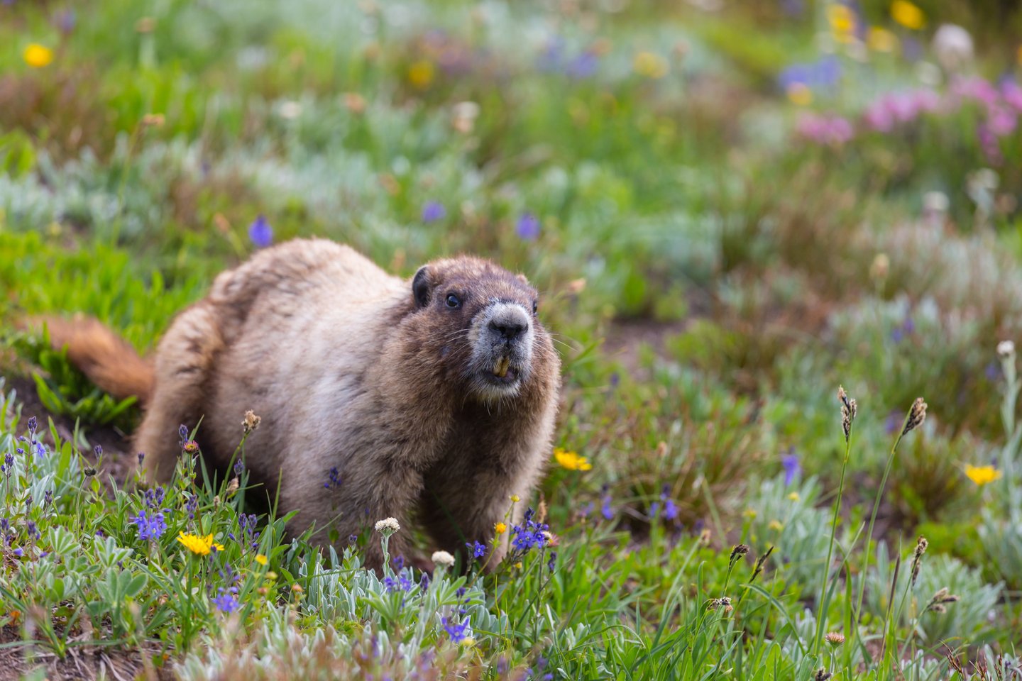 Marmot en Canada