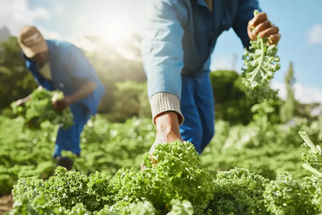 Trabajadores del campo latinos en Canada