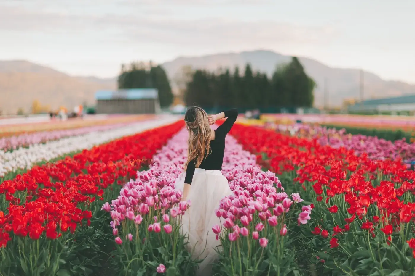 mujer en campo de tulipanas