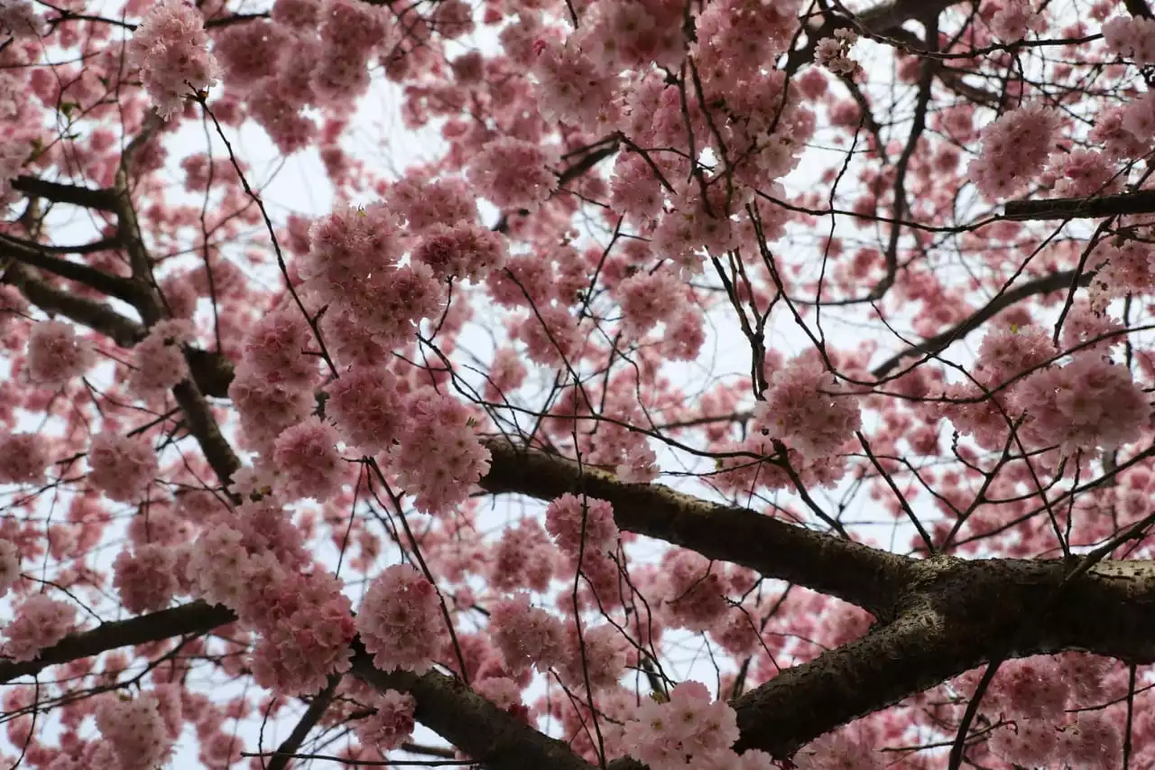 primavera en toronto