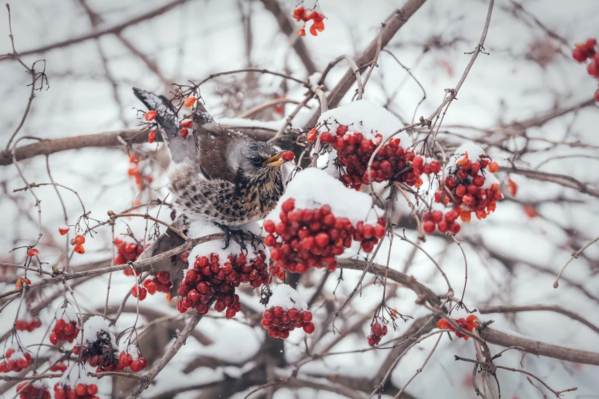 fieldfare-bird-eating-berries