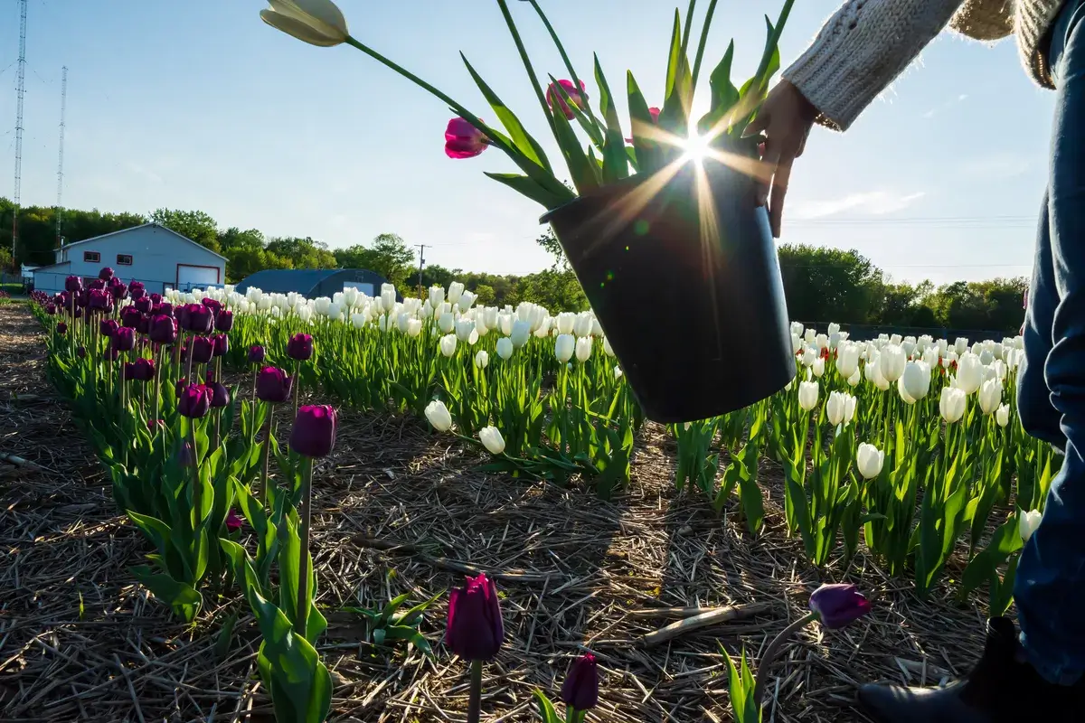 picking-tulips-in-a-tulip-field