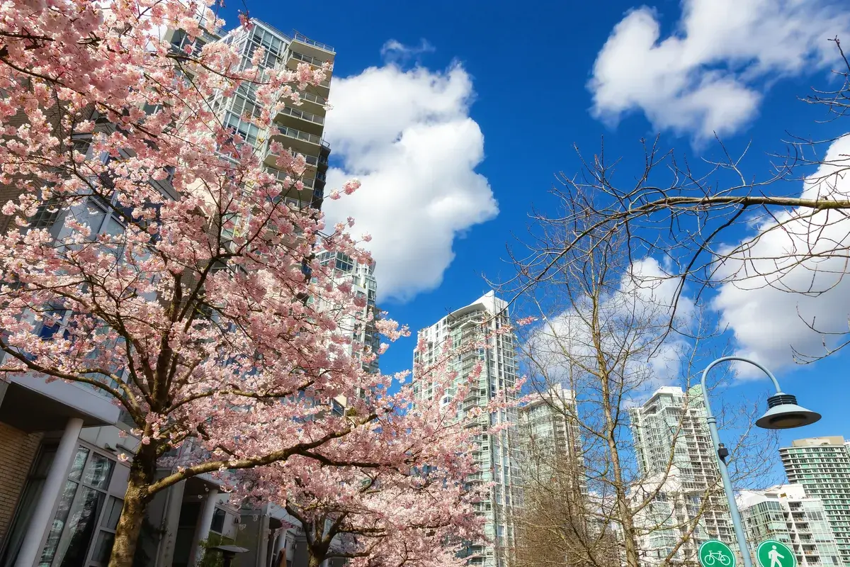 cherry-blossom-in-downtown