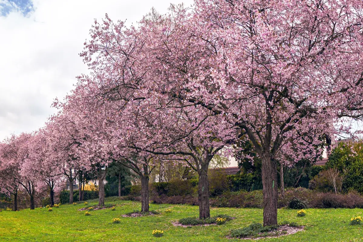 landscape-of-a-garden-covered-in-blooming