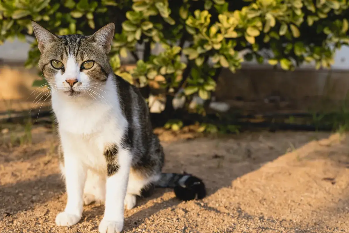 gato callejero del antiguo planetario de Toronto