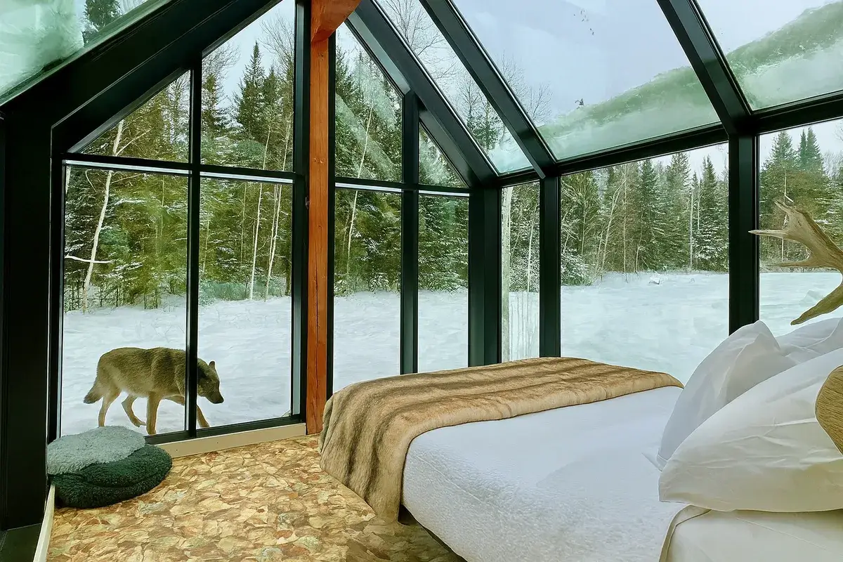 Duerme rodeado de lobos