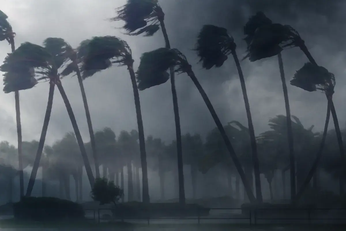 palm-trees-wind