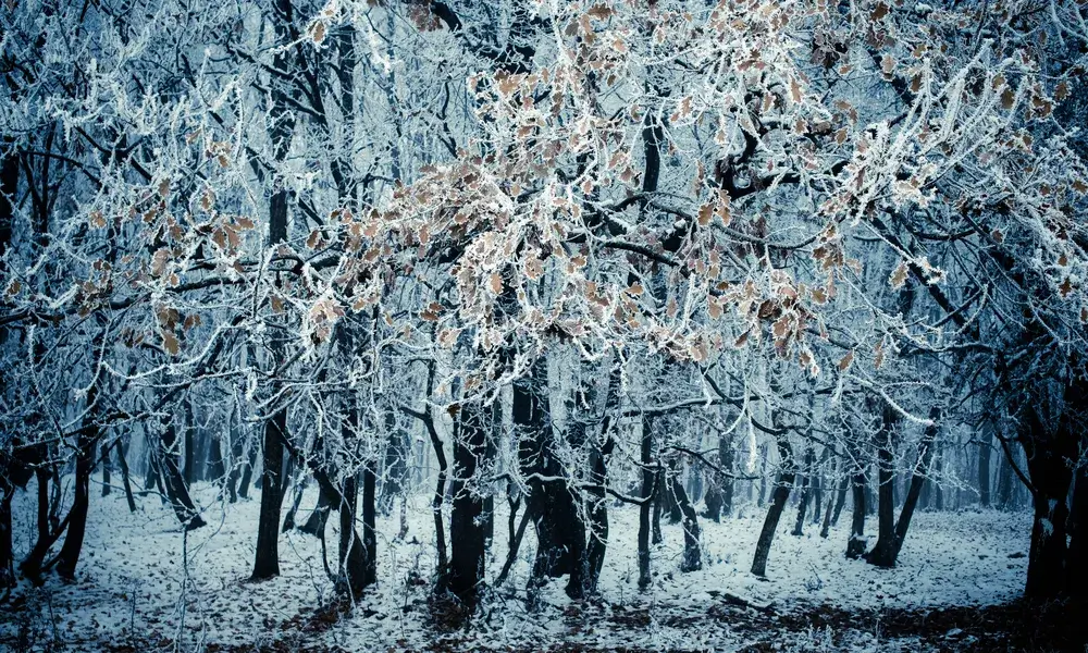 frost-covered-trees-in-winter