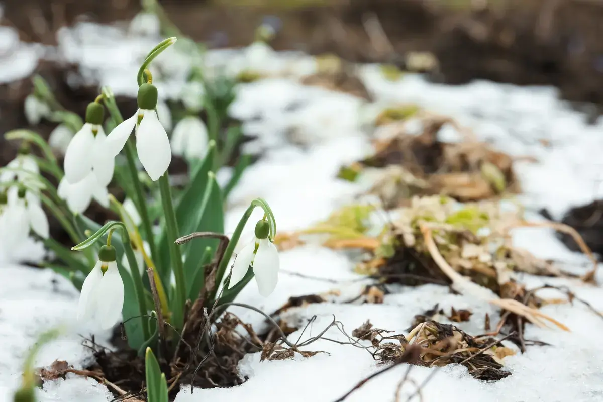 beautiful-blooming-snowdrops-growing