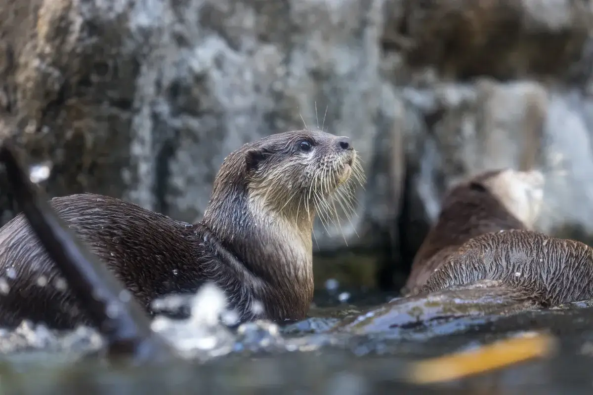 otter-swim-in-the-pond