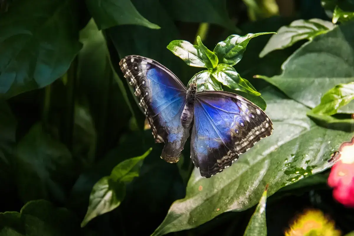 peleides-blue-morpho-butterfly-morpho-peleides