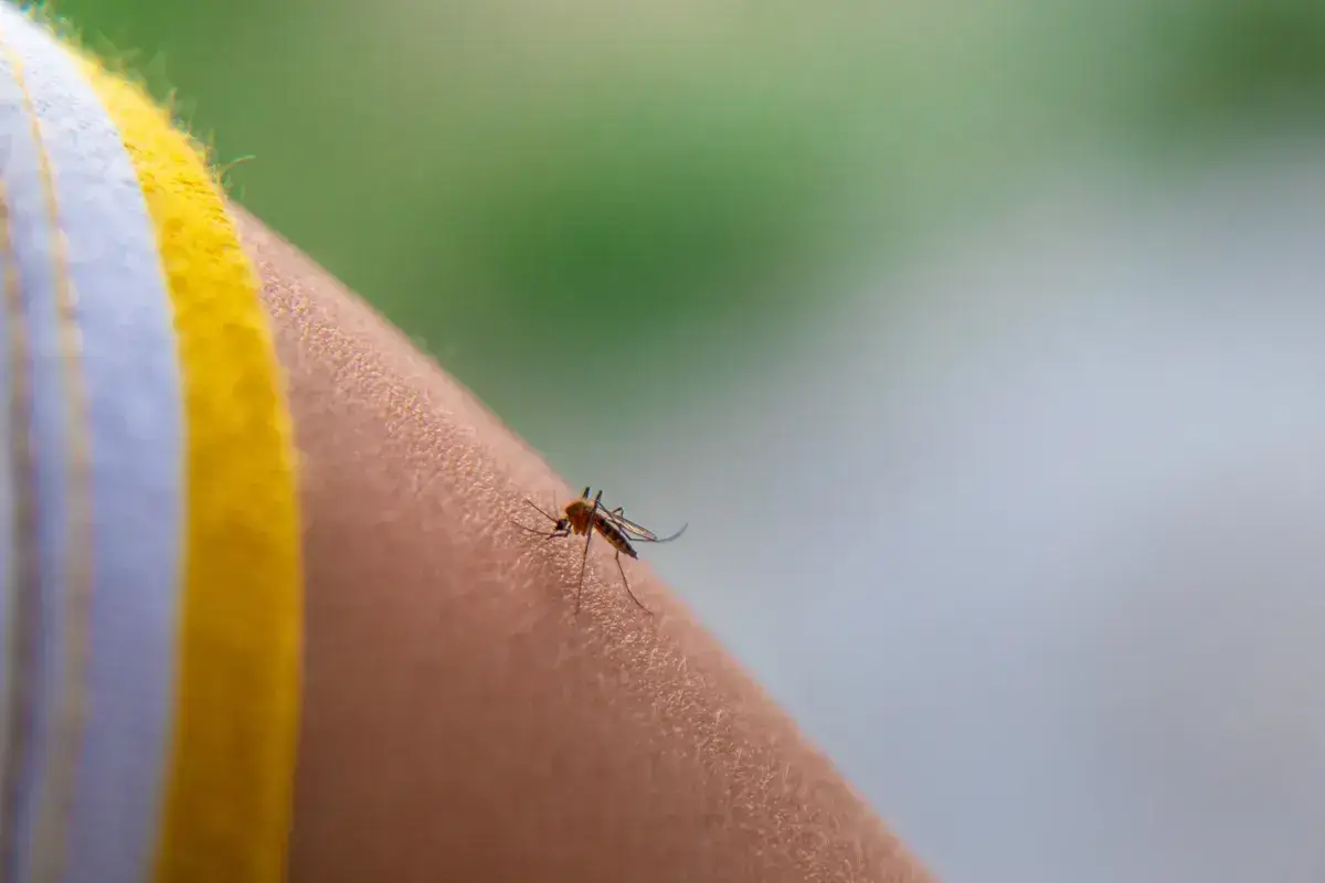 a-mosquito-on-a-child-hand-selective