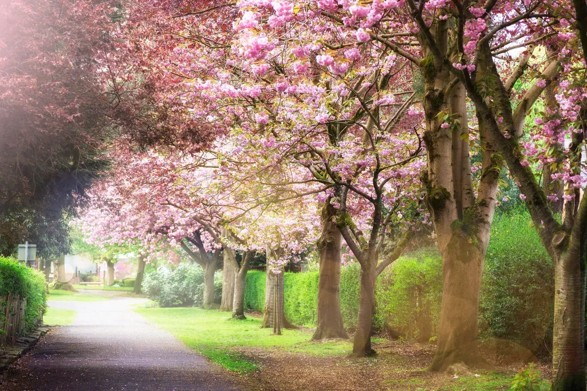pink-cherry-trees-in-bloom-in-park-during