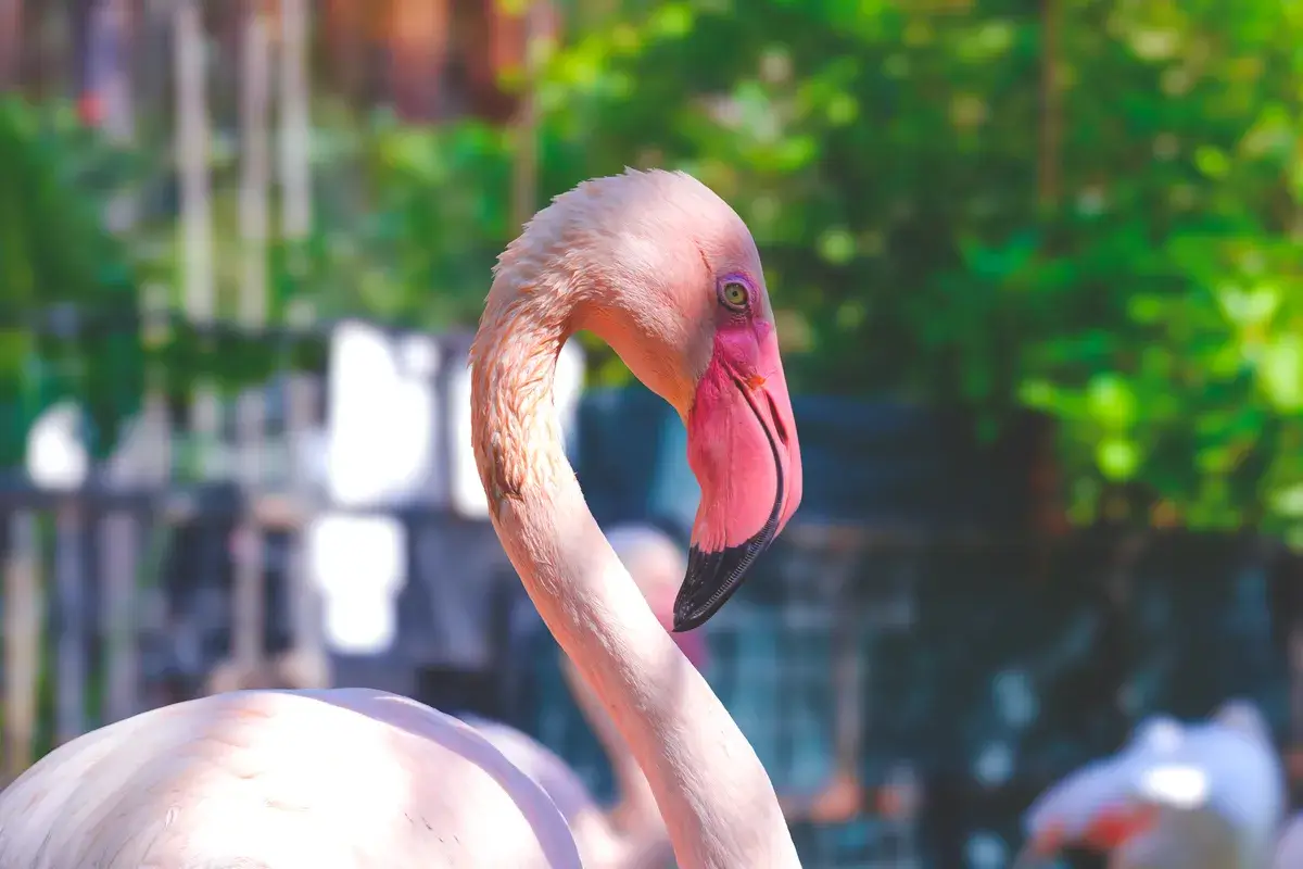 portrait-of-greater-flamingo-on-blurred