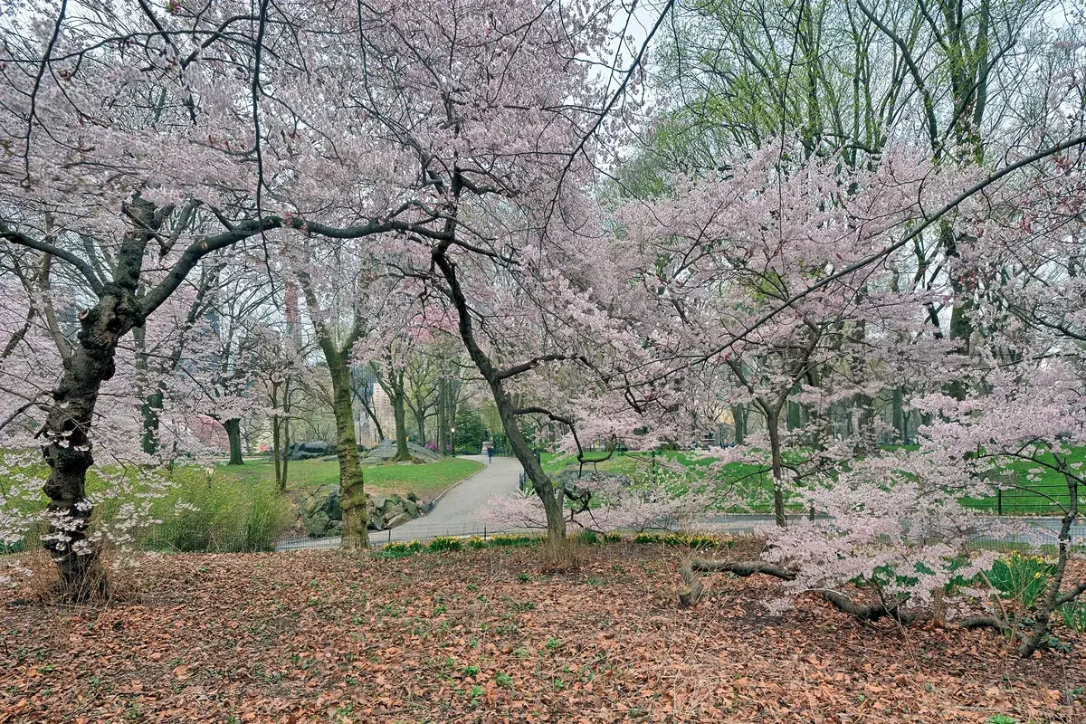spring-in-central-park-with-cherry