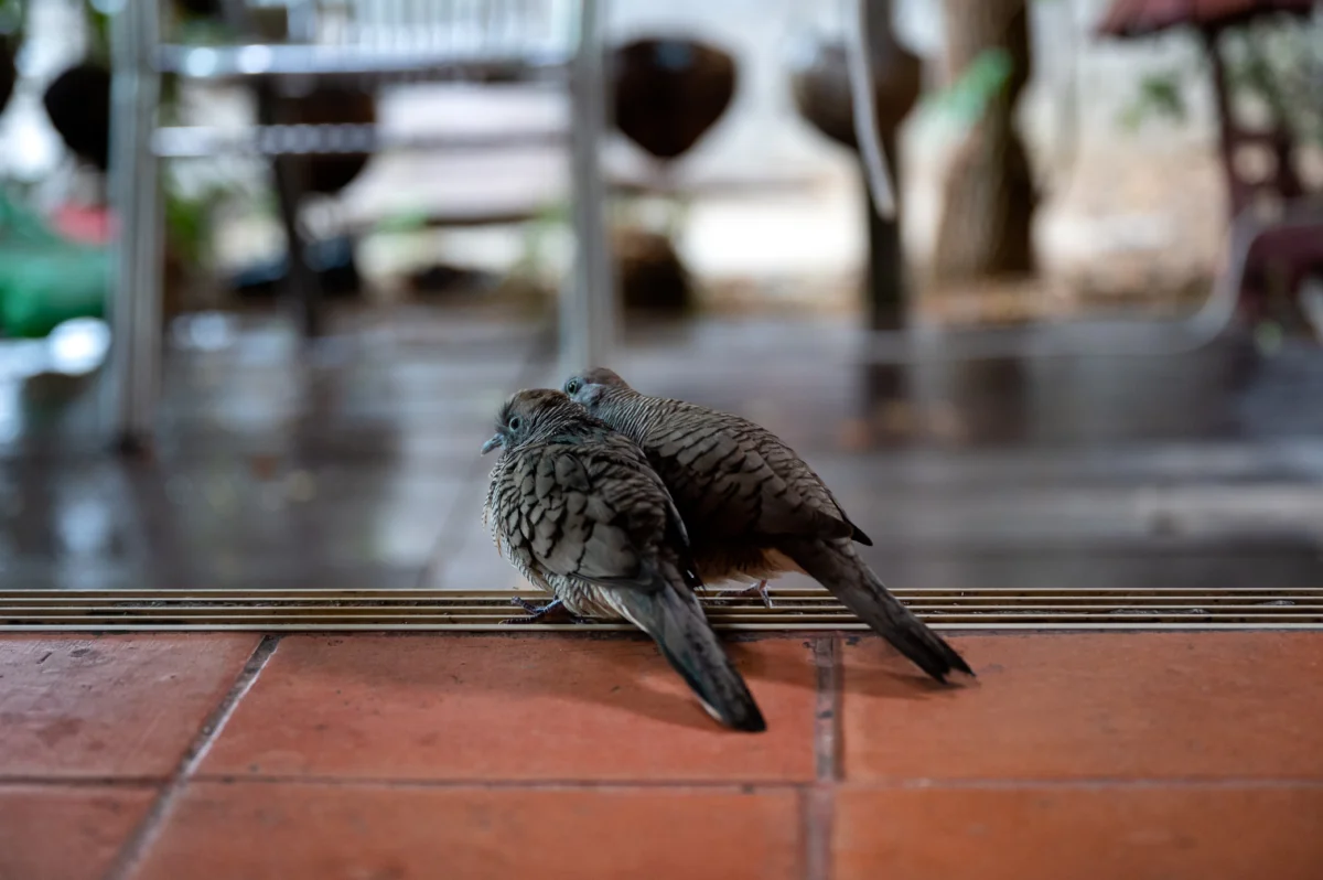 couple-zebra-dove-taking-care-and-kissing