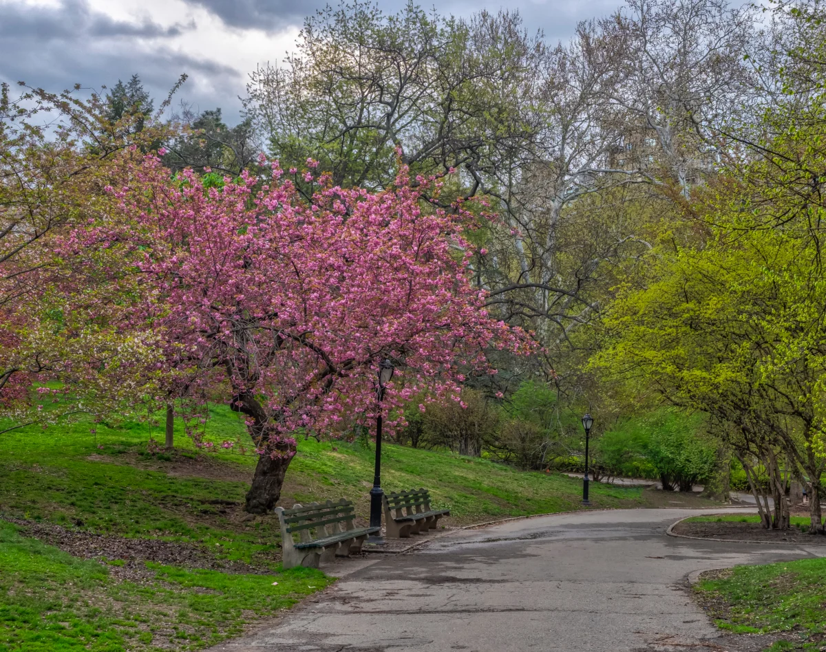 flowering-japanese-cherry-tree-in-early-spring