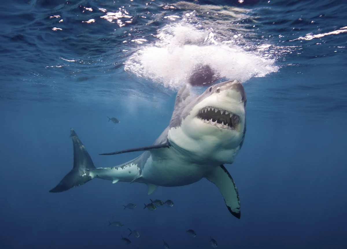 up-close-with-a-great-white-shark