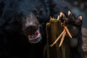 american-black-bear-reaching