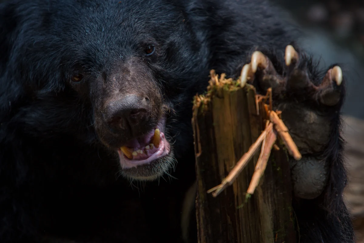 american-black-bear-reaching