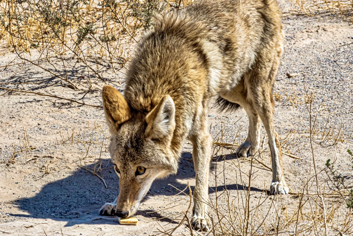 coyote-scavenging-in-the-desert