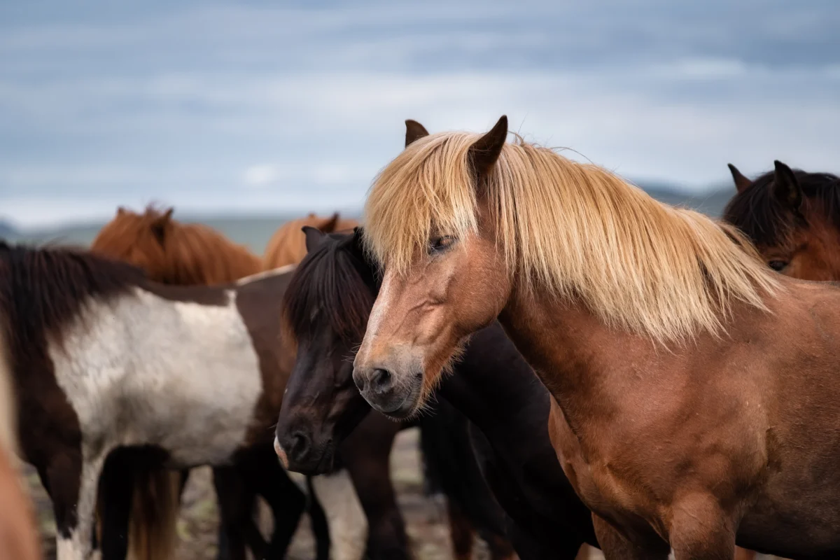 horses-in-iceland-wild-horses