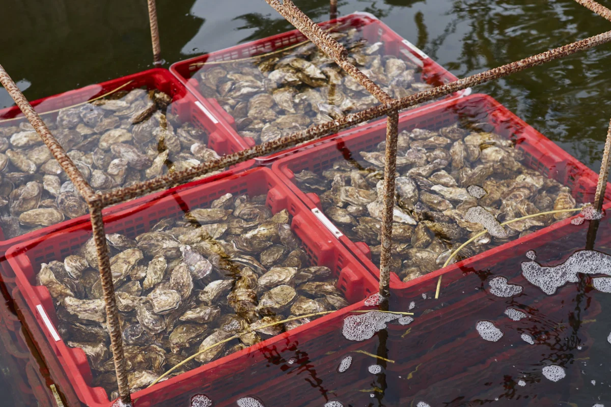 oyster-farm-in-arcachon-bay-gourmet