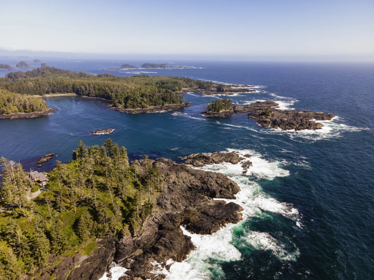 coastal-forest-meets-ocean-waves