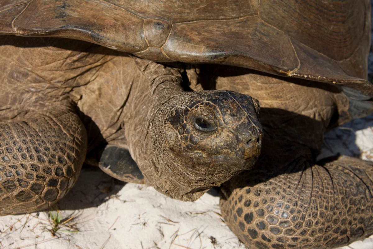 aldabra-giant-tortoise-aldabra-atoll