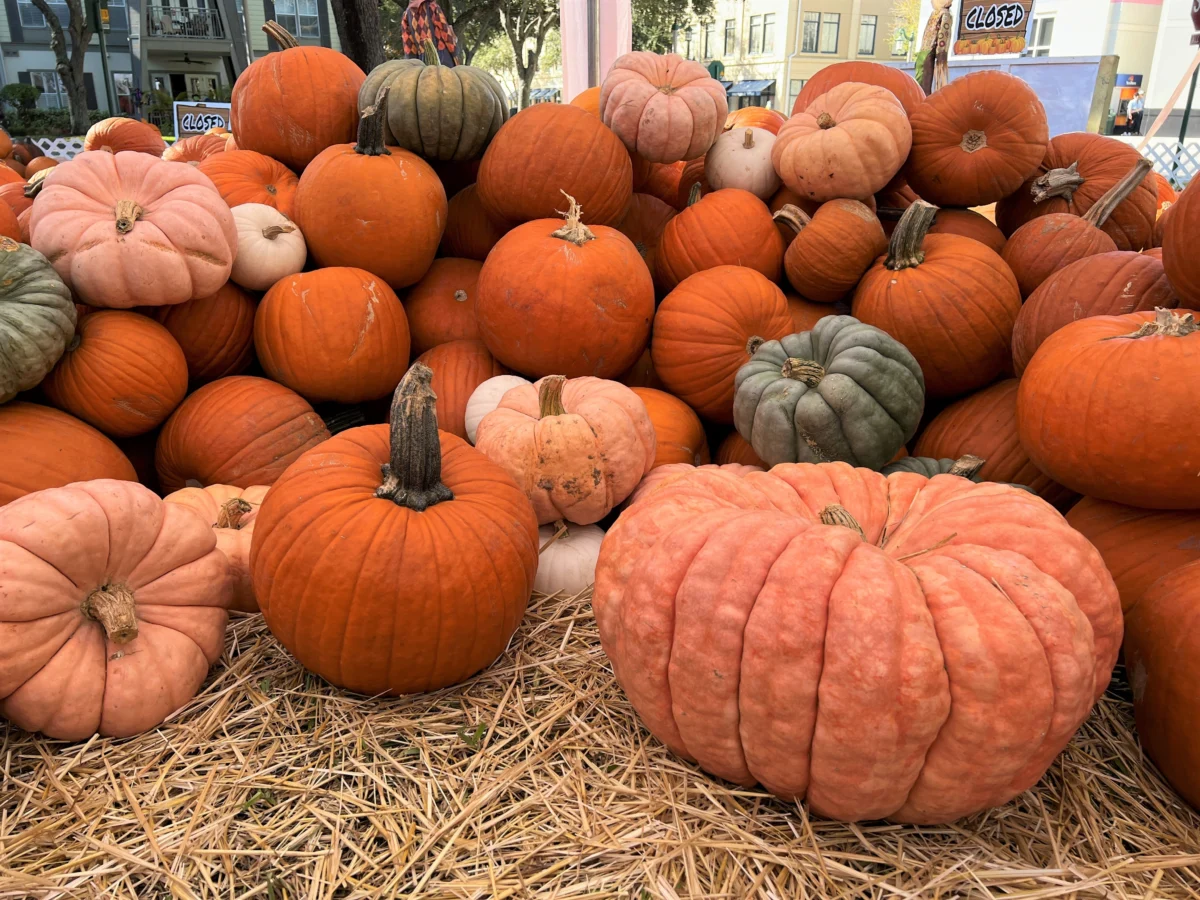 assorted-pumpkins-displayed