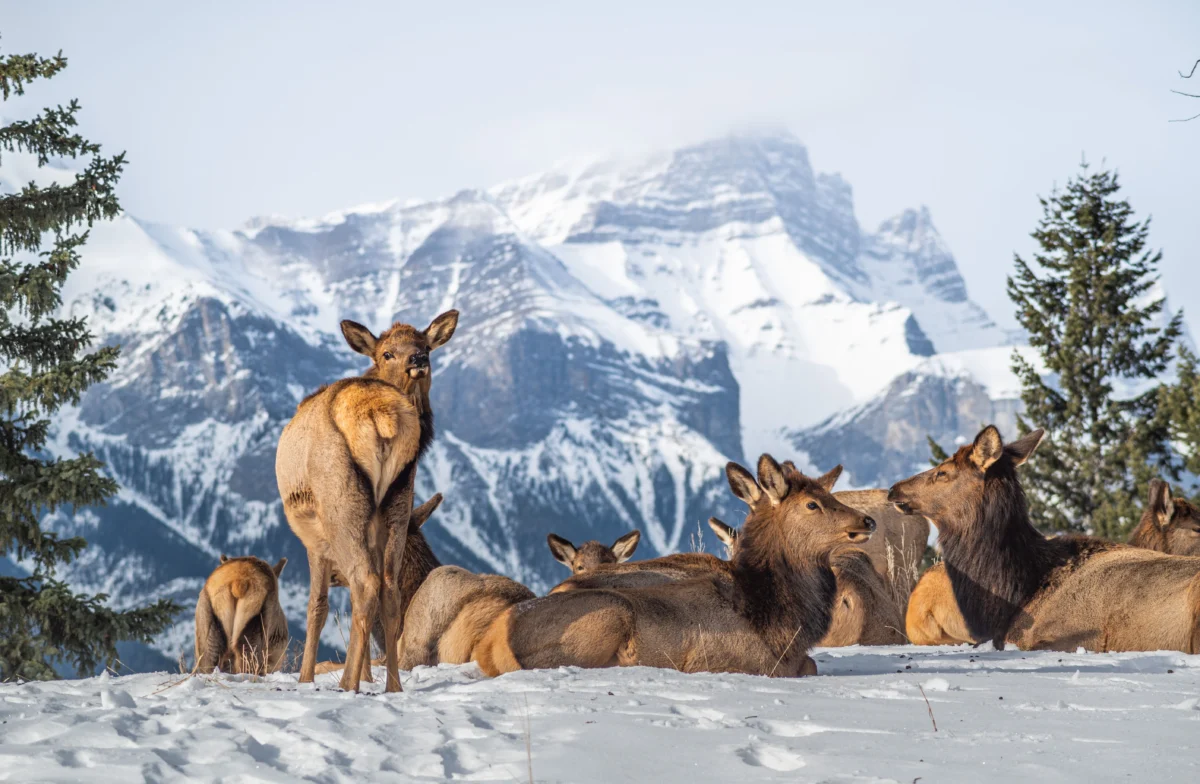 herd-of-elk-resting-in-snowy-mountain