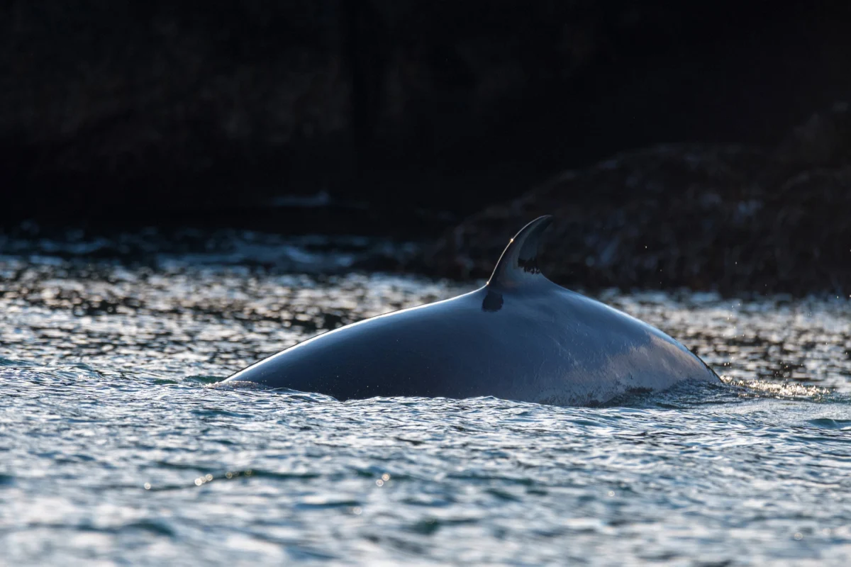 majestic-whale-swimming